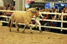 2015 Int Horse Show Sweden_2
