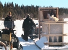Moving fjord horses in Alaska_6